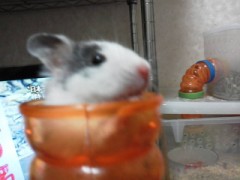 【お題日記】５月の目標