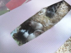 【お題日記】Ｈのとき１こだけ命令できるとしたら？