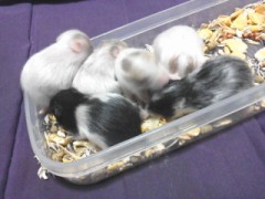 【お題日記】今はまっている物はありますか？