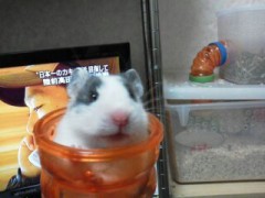 【お題日記】動物の決定的瞬間、撮ったことありますか?