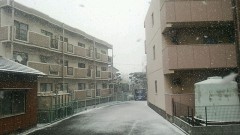 今日は朝方から雪