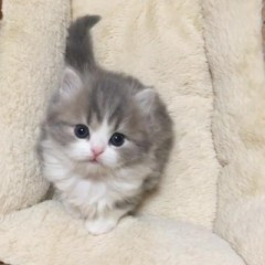 アレルギーって克服できる？