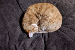 【お題日記】誘惑に負けてついてっちゃったことある？