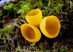 パイプの煙が喉に滲みる・・・