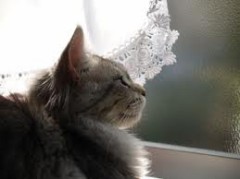 今日は少し涼しい・・・らしい