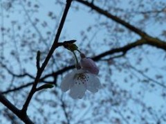 散り桜に無情の雨が降っている・・・