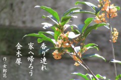 金木犀の季節だなぁ～