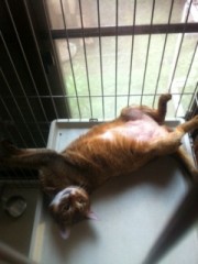 うらやましい(>_<)