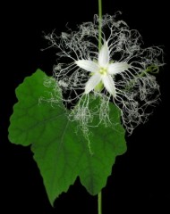 カラスウリ泥棒