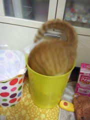 素敵なお尻(^ω^)