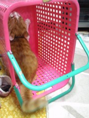 パナプ～(ノ)・ω・(ヾ)