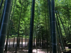 好きです、鎌倉