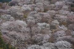 吉野千本桜