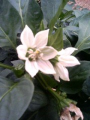 今日は難しいですよ。