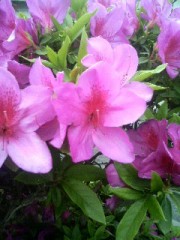 今日は庭の花です。