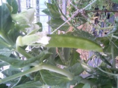 えんどうその後