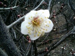 お久しぶりです。