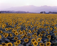 書き込みありがと★