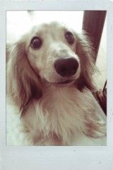 【お題日記】飼っている・飼っていた動物おしえて♪