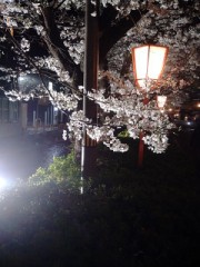 この春の桜