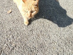 ねこ