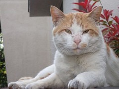 【お題日記】イヌ派？ネコ派？それとも？