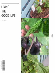 【お題日記】家庭菜園してる？