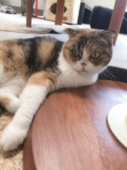 週末猫カフェ行ってきた！