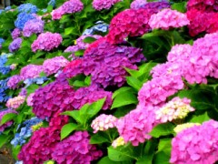 【お題日記】紫陽花にスポットを当ててみた