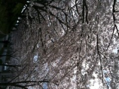 桜の季節も終わり…