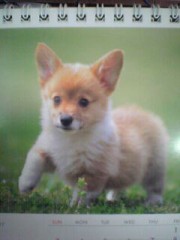 卓上カレンダー