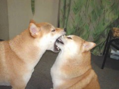 【お題日記】初めてのキスで舌入れる？