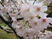 【お題日記】春にしたいデートと言えば？