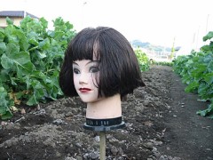 かいわれ大根の日