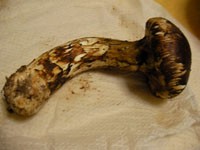 馬並みのモノの大きさに、負けた～