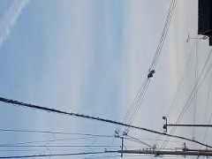 コウノトリ、再び