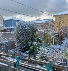 珍しく雪降った️
