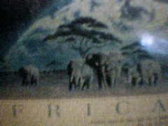 お風呂場に出没する生き物