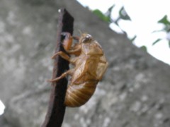 蝉の抜け殻
