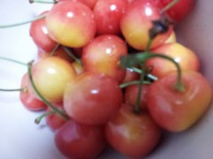 大ぶりのサクランボ^_−☆