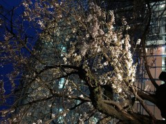 喉が痛いィ(｡-_-｡)