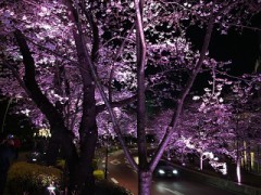 1日、雨の休日ですね～～(｡-_-｡)