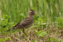 ひばりのさえずり^_−☆