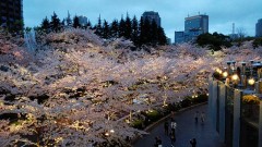 はかないもの️