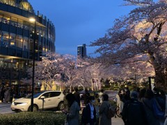 もう桜も見納め！