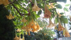 【お題日記】Hな気分になる匂いって何の匂い？