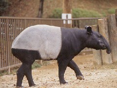 【お題日記】夢の中でHした意外な人はだれ？