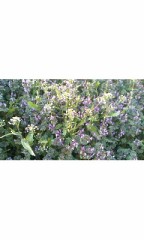 ななくさなずな…。