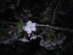 よざくら～♪。