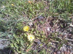 【お題日記】思い出の卒業ソングは？